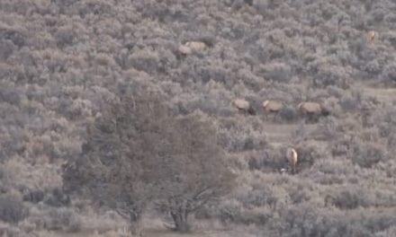 Watch Wayne van Zwoll’s New Mexico Elk Hunt with a 6.5 Creedmoor