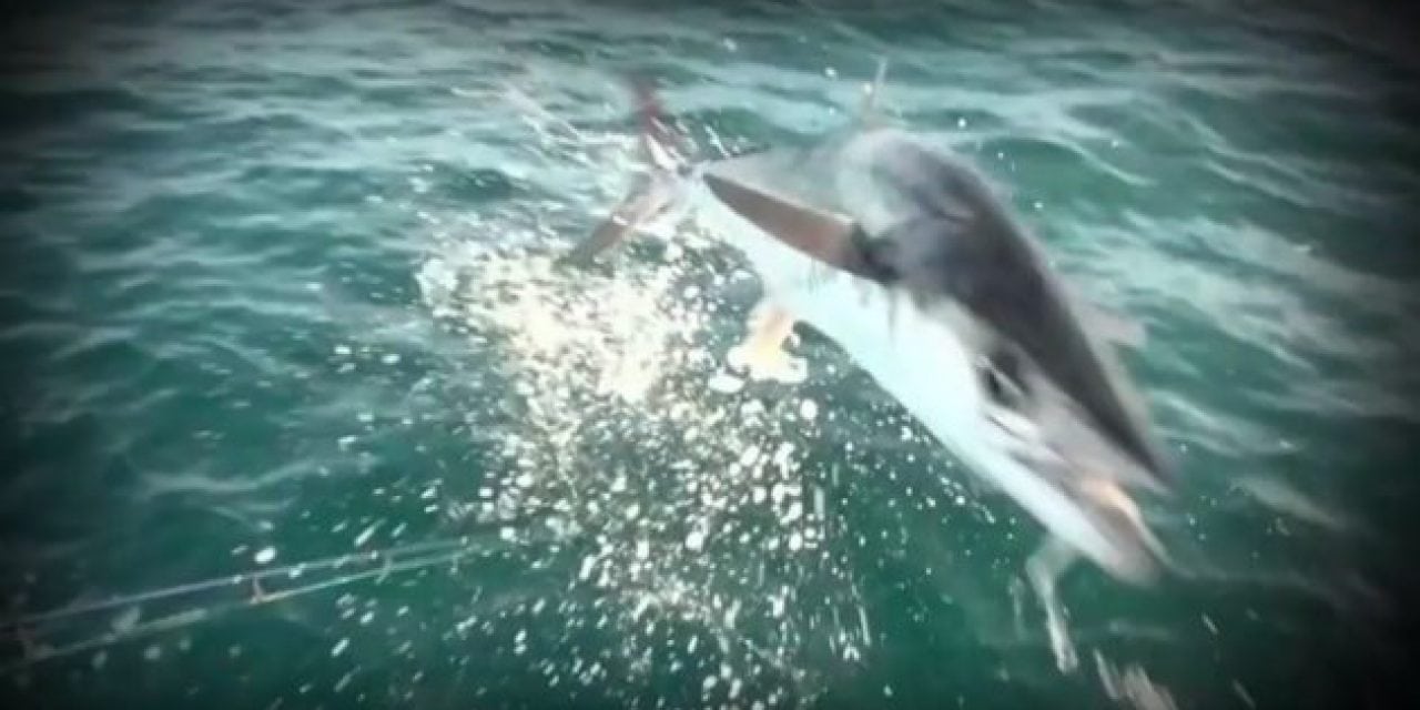 When Mackerel Fly: Aggressive King Follows the Lure Right Into the Boat, Takes Out Camera