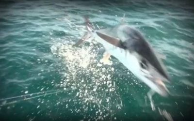 When Mackerel Fly: Aggressive King Follows the Lure Right Into the Boat, Takes Out Camera