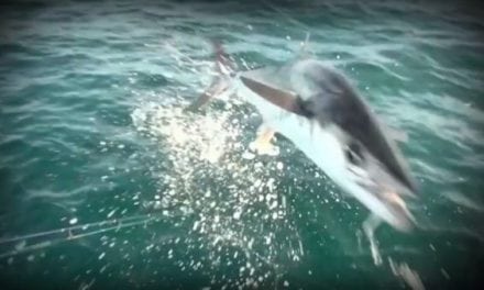 When Mackerel Fly: Aggressive King Follows the Lure Right Into the Boat, Takes Out Camera