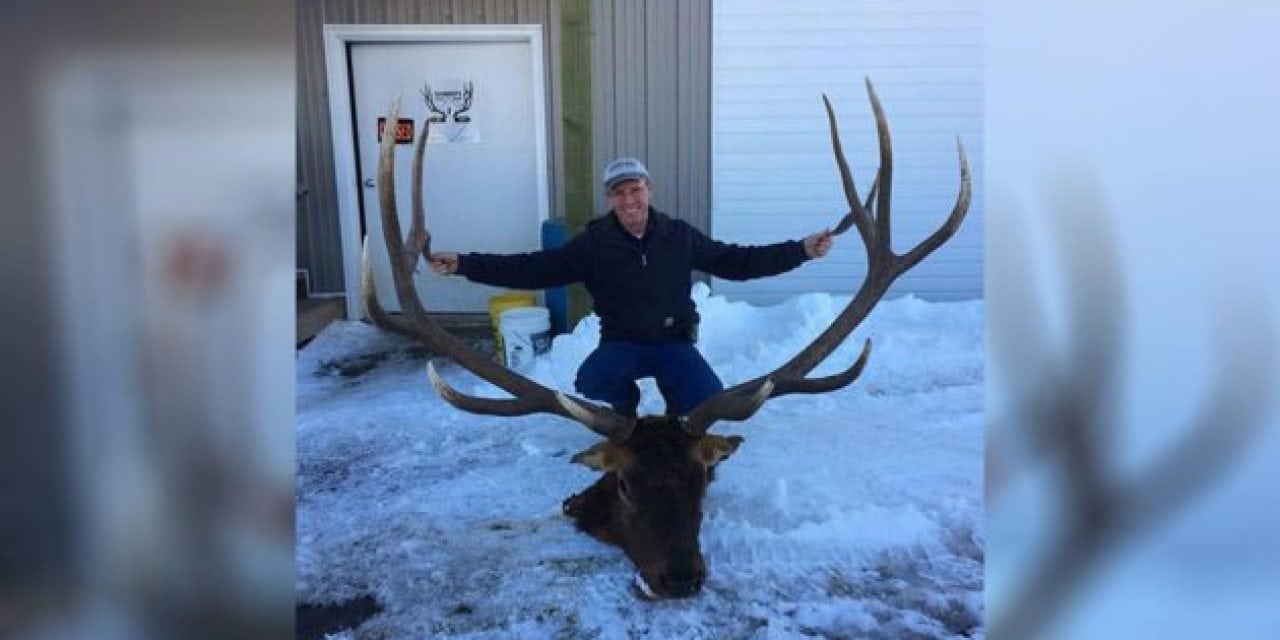 Wyoming Loses a Legend: Brutus the Larger Than Life Monster Bull Elk Has Died