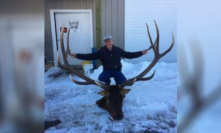 Wyoming Loses a Legend: Brutus the Larger Than Life Monster Bull Elk Has Died