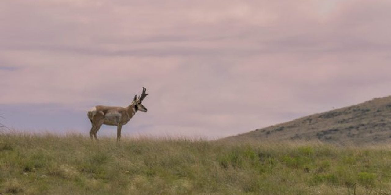 Your Basic Timeline Template for a Wyoming Pronghorn Hunt