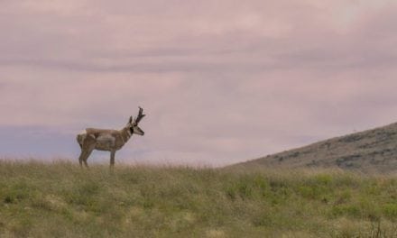 Your Basic Timeline Template for a Wyoming Pronghorn Hunt