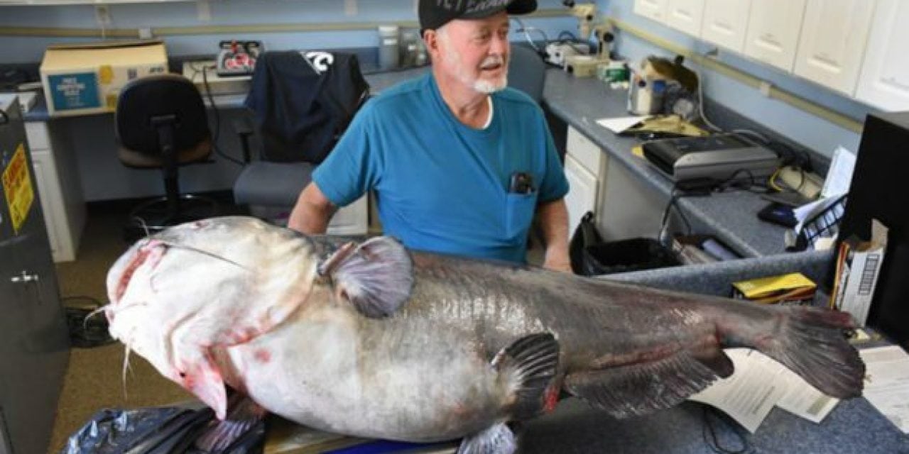 121-Pound Blue Catfish is Biggest in State, But Won’t Make Record Book