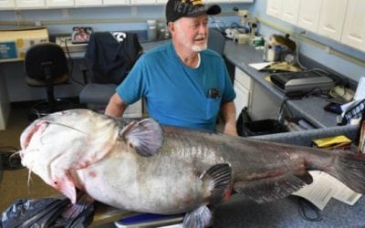121-Pound Blue Catfish is Biggest in State, But Won’t Make Record Book