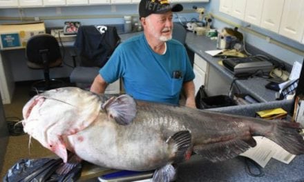 121-Pound Blue Catfish is Biggest in State, But Won’t Make Record Book