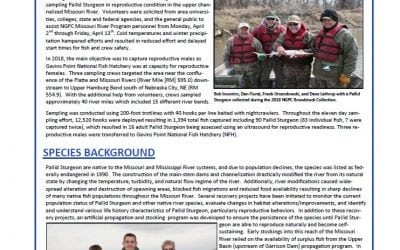 2018 Pallid Sturgeon Broodstock Collection