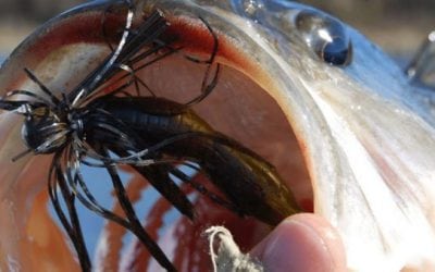 5 Bass Fishing Rigs You Can Always Count On