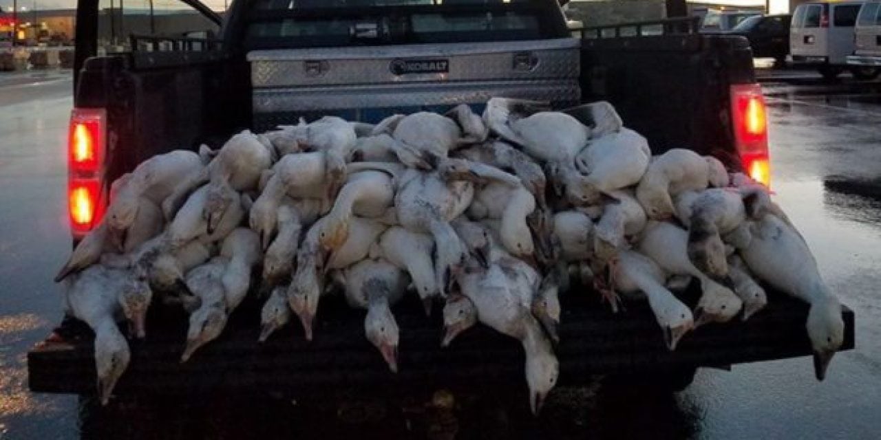 51 Geese Dead From Freak Hail Storm In Idaho