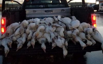 51 Geese Dead From Freak Hail Storm In Idaho
