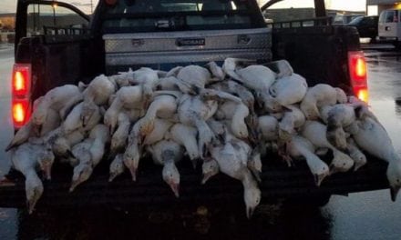 51 Geese Dead From Freak Hail Storm In Idaho