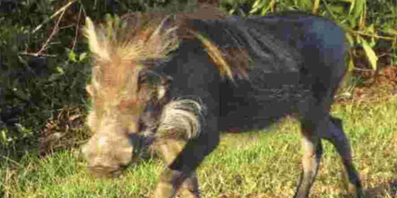 African Warthog Found Running Wild in Florida