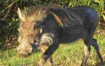 African Warthog Found Running Wild in Florida