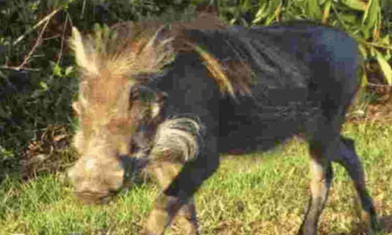 African Warthog Found Running Wild in Florida