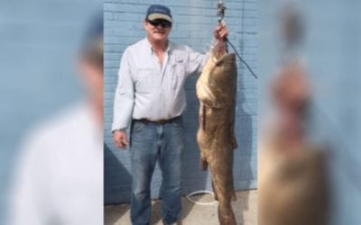 Angler Topples South Carolina Flathead Catfish State Record