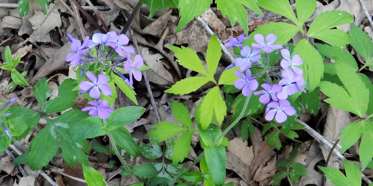 Anxiously Awaiting The First Morels Of The Season