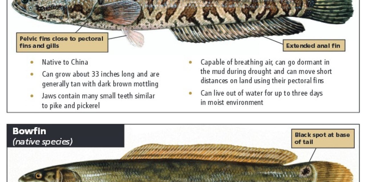 Arkansas-Fight Against Snakeheads Far from Over