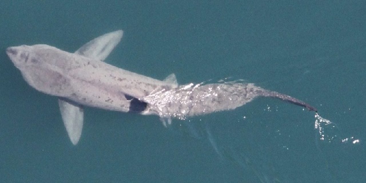 Basking Sharks Gather