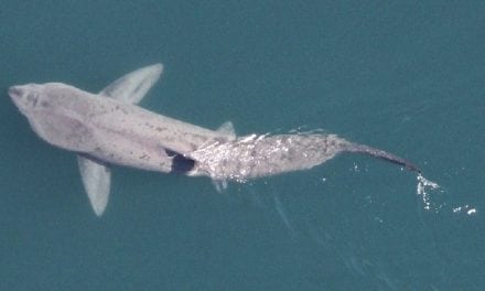 Basking Sharks Gather