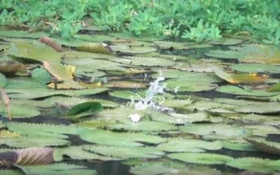 Bass Blowing Up on Topwater Frogs is Just What the Doctor Ordered