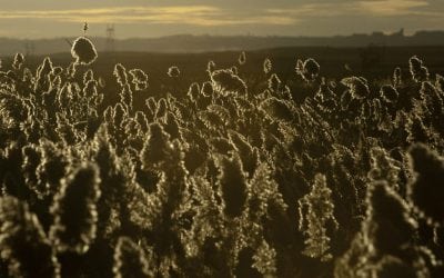 Battling the invasives