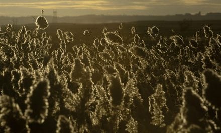 Battling the invasives