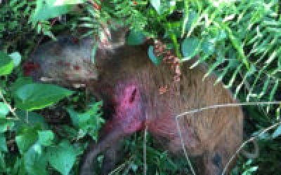 Best Shot for Bowhunting Depends on Game