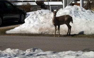 City of Albemarle, North Carolina Approves Urban Bow Hunt Regulations