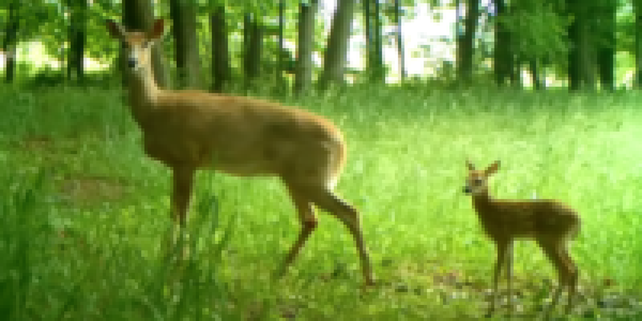 Coyotes Affect Deer During Fawning Season: Study