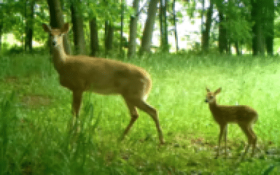 Coyotes Affect Deer During Fawning Season: Study