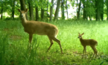 Coyotes Affect Deer During Fawning Season: Study