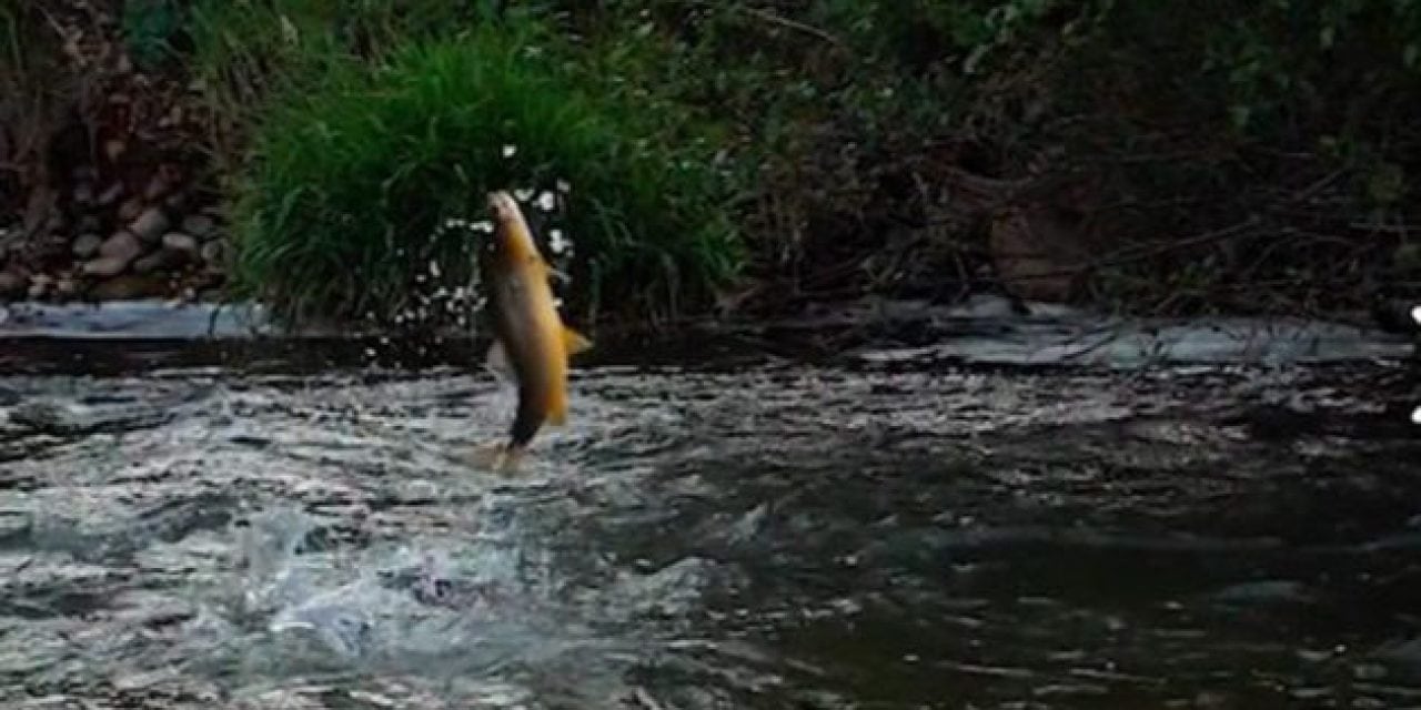 Do Browns Hooked On a Nymph Jump Much? This One Wouldn’t Stop
