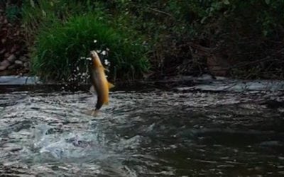 Do Browns Hooked On a Nymph Jump Much? This One Wouldn’t Stop
