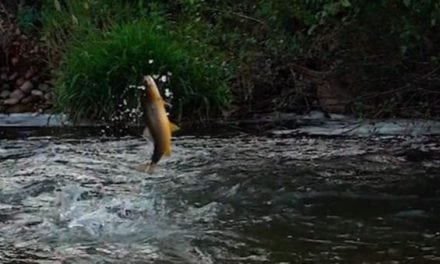 Do Browns Hooked On a Nymph Jump Much? This One Wouldn’t Stop