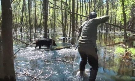 Do You Have What It Takes for a Trad Archery Hog Hunt in the Swamp?