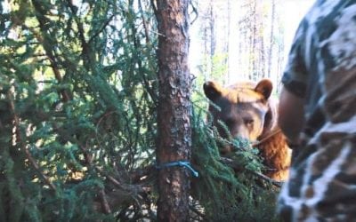 Face-to-Face with a Big Bear and Only a Recurve in Hand