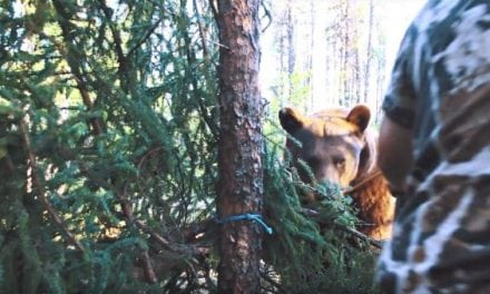 Face-to-Face with a Big Bear and Only a Recurve in Hand