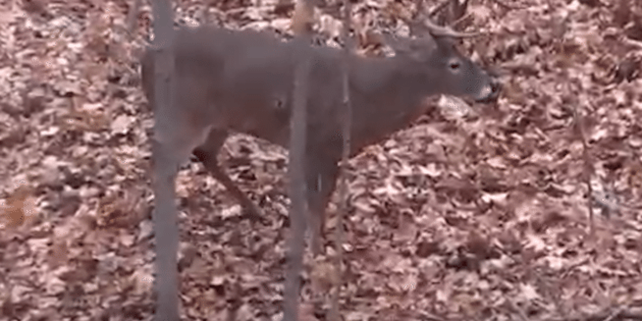 GRAPHIC: Buck Suffers Massive Blood Loss After Being Shot