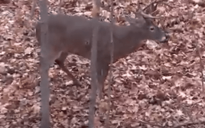 GRAPHIC: Buck Suffers Massive Blood Loss After Being Shot