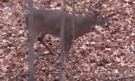 GRAPHIC: Buck Suffers Massive Blood Loss After Being Shot