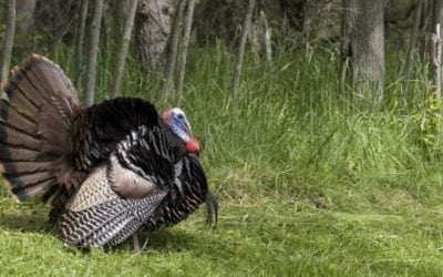 Here’s a Turkey Hunting Joke We Can All Understand