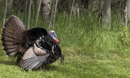 Here’s a Turkey Hunting Joke We Can All Understand