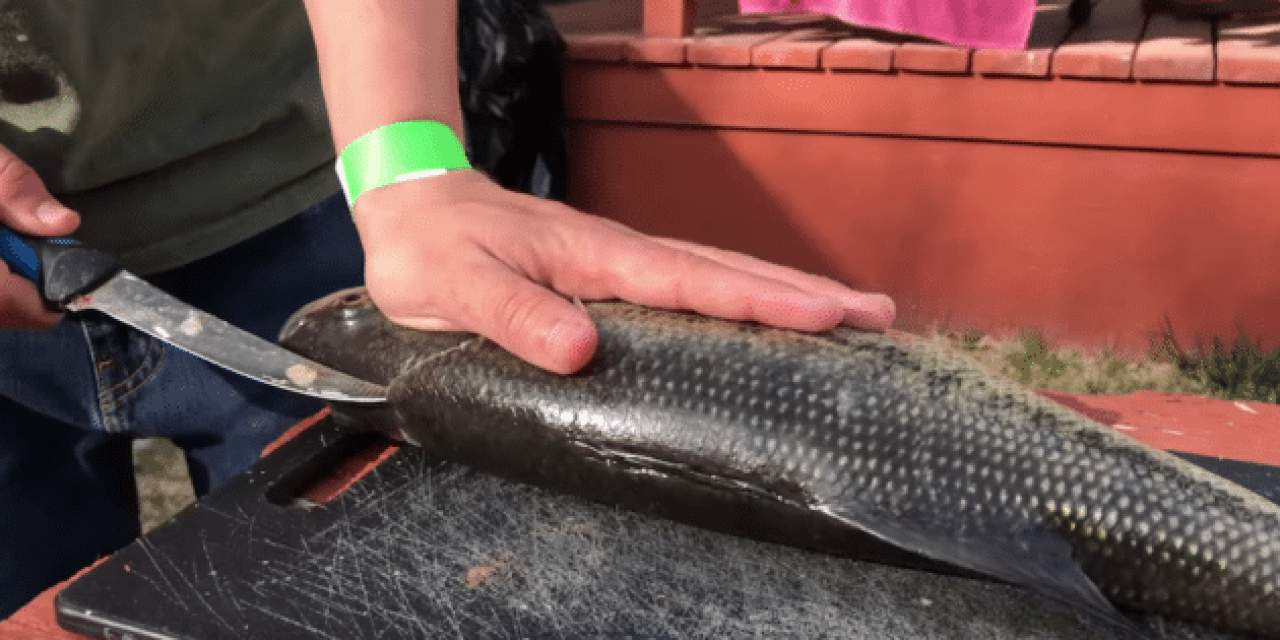 Here’s How to Fillet a Bass the Boneless Way