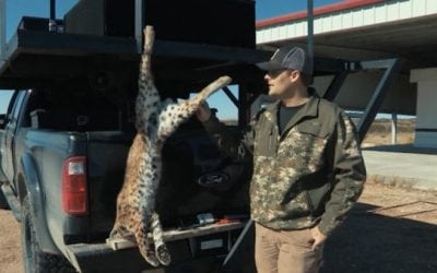 How to Easily Skin a Bobcat on Your Own