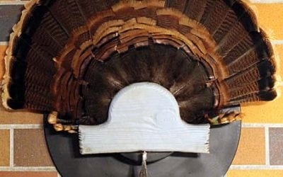 How-to Mount a Turkey Tail