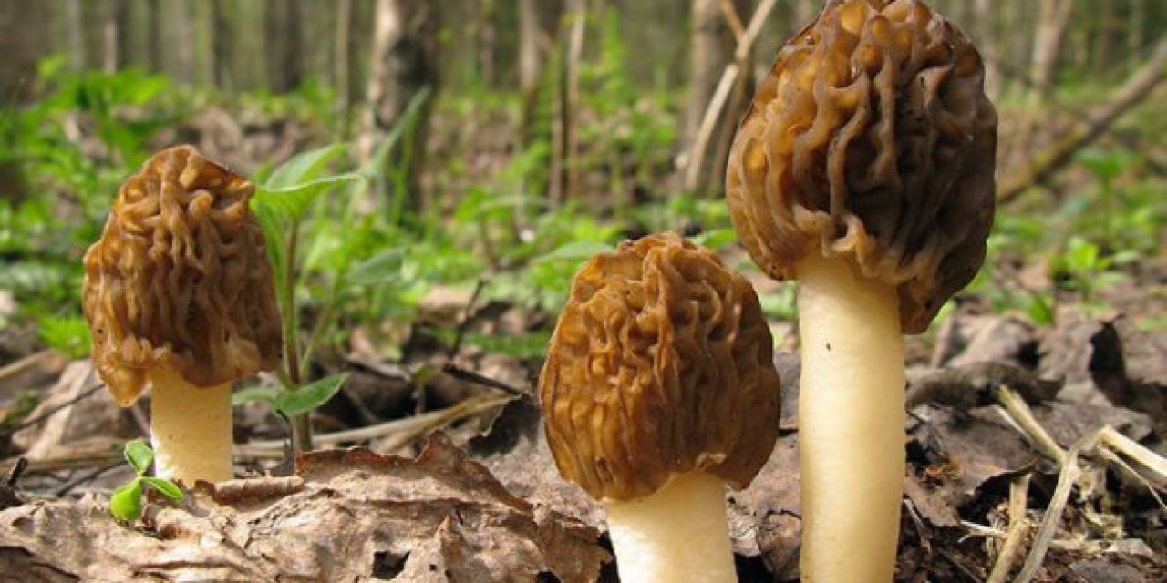 How to Spot a Morel Mushroom (and Their Fake Lookalikes)