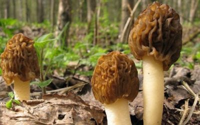 How to Spot a Morel Mushroom (and Their Fake Lookalikes)