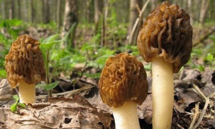 How to Spot a Morel Mushroom (and Their Fake Lookalikes)