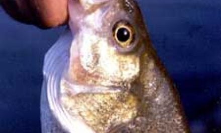 How To Target Wintertime White Bass